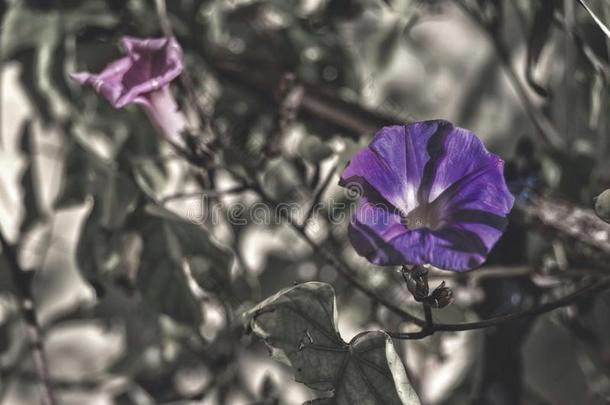 两朵<strong>紫色的</strong>花