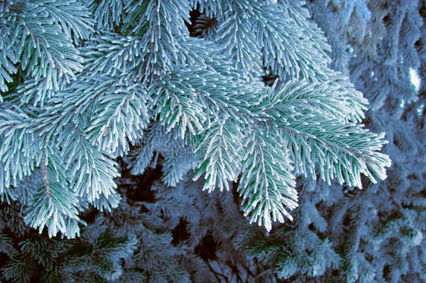 蓝色霜树，超级雾凇太空针。 下雪的蓝色树枝