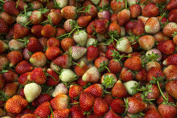 新鲜草莓背景，新鲜成熟草莓特写。