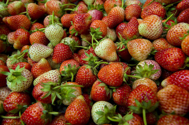 新鲜草莓背景，新鲜成熟草莓特写。