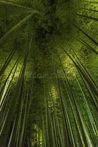 竹林，竹林在荒山，京都，日本图片