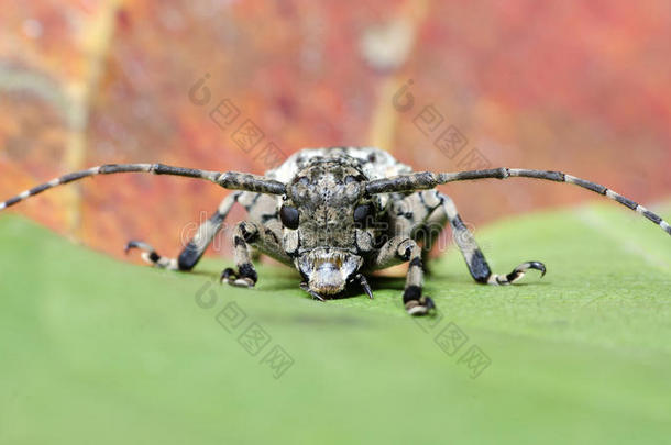 甲虫，甲虫美丽，泰国的甲虫