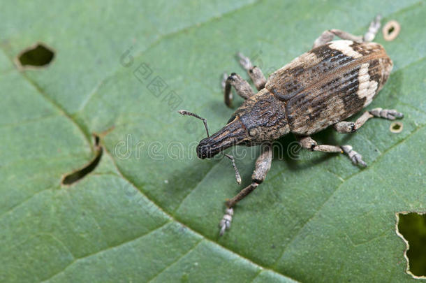 甲虫，甲虫美丽，泰国的甲虫