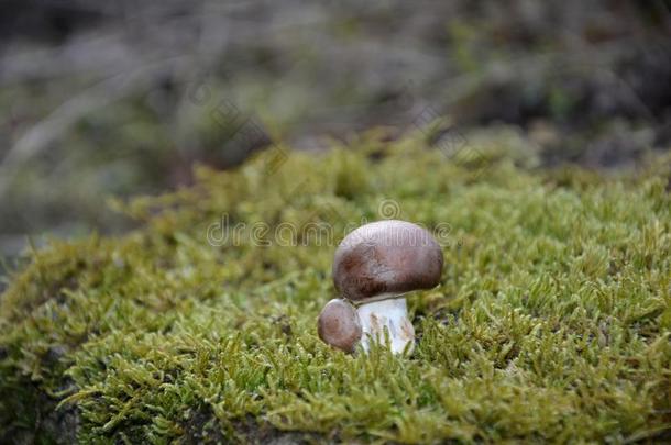 绿色苔藓上的褐香菇木耳科