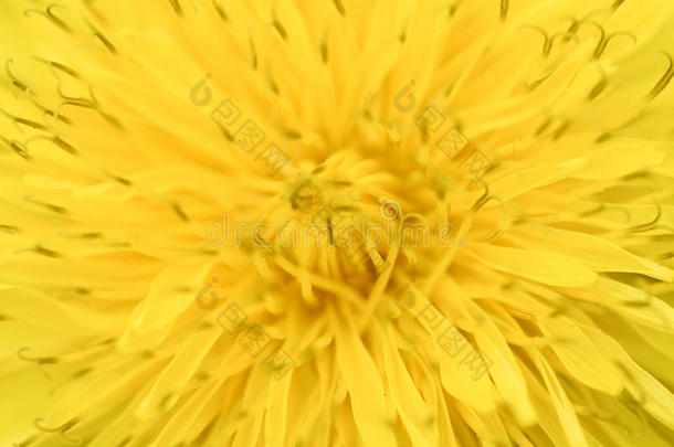 亮黄色蒲公英特写。春天的花香背景。顶视图亮黄色蒲公英，特写浅焦点照片。