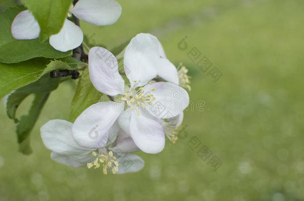 苹果<strong>树开花</strong>。 花园里<strong>一</strong>棵<strong>开花的</strong>苹果<strong>树的</strong>枝条。