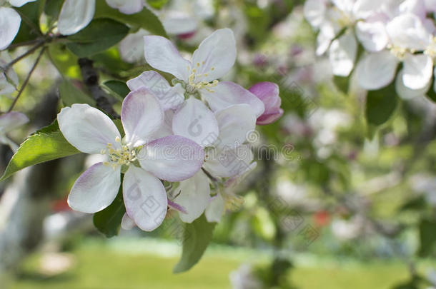 苹果<strong>树开花</strong>。 花园里<strong>一</strong>棵<strong>开花的</strong>苹果<strong>树的</strong>枝条。