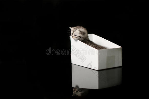 小猫躲在纸板箱里