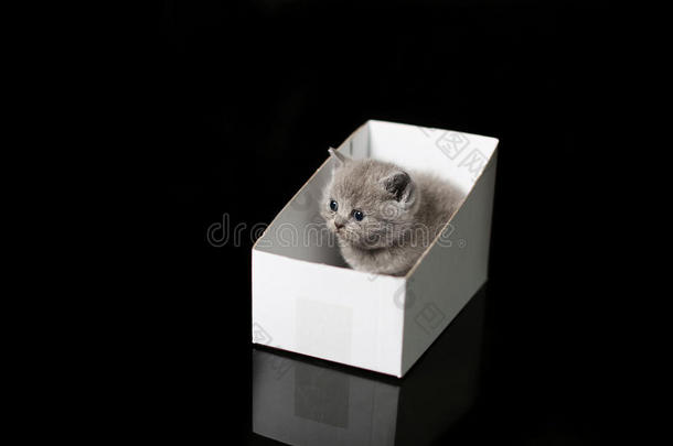 小猫躲在纸板箱里