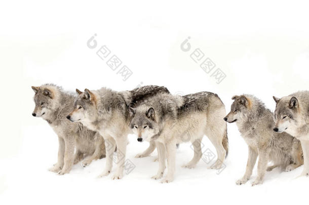 一只孤独的木狼或灰狼(；Canis狼疮)；在加拿大的冬季雪中行走，背景是白色的雪