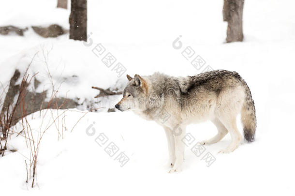 一只孤独的木狼或灰狼(；Canis狼疮)；站在加拿大的冬季雪中