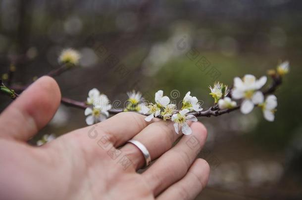 周乡村民族的花绿色