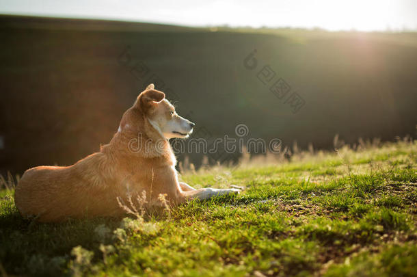 一只红白相间的小狗坐在一片绿色的田野上，绿草如茵