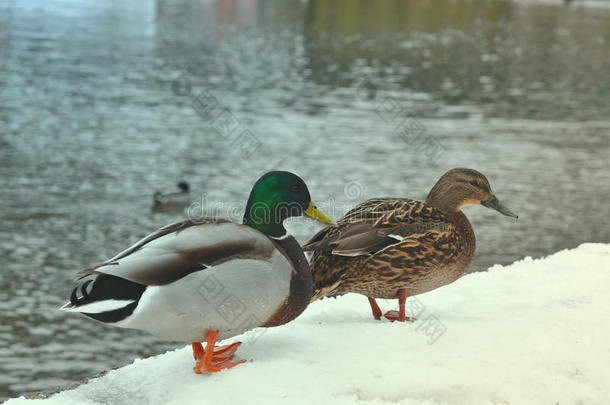 特写布朗鸭和翠绿龙舌兰。两只野鸭站在河边积雪覆盖的码头上。野外生活