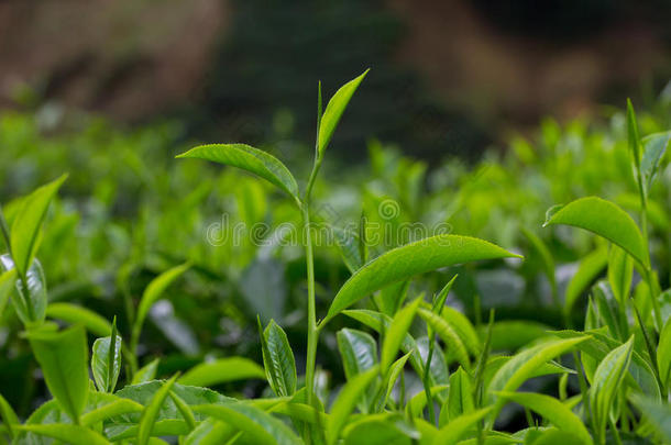 新鲜的年轻茶叶