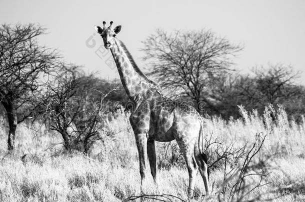 长颈鹿站在草原上。 <strong>非</strong>洲野生动物狩猎<strong>现场</strong>在Etosha国家公园，纳米比亚，<strong>非</strong>洲。 黑白相间