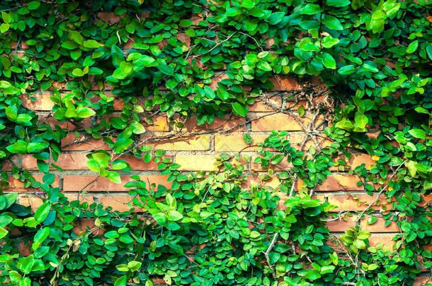 攀援植物在红色砖墙背景上。 绿叶纹理