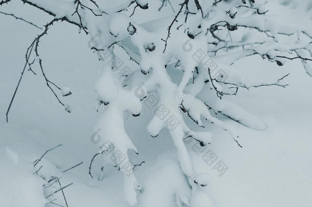 冬天在雪下的一枝野玫瑰