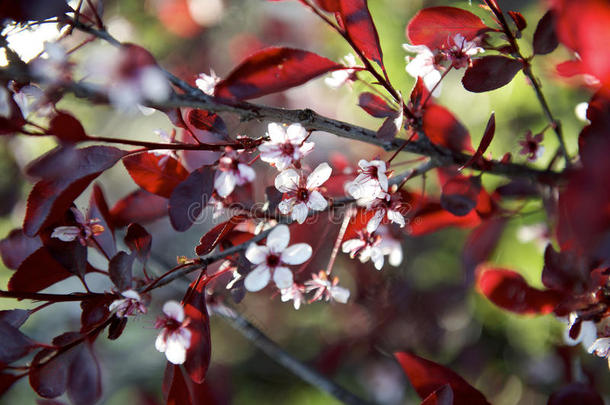 令人惊叹的美丽的盛开加拿大樱桃
