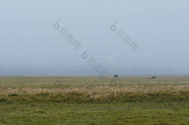 奶牛在雾中在田野里吃草