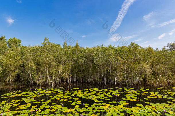 泰国罗勇，一棵生长在沼泽地的白矮树，被荷叶淹没在水中
