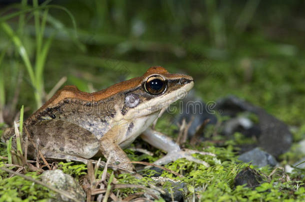 常见的树蛙，金色的树蛙，美丽的青蛙，草地上的青蛙