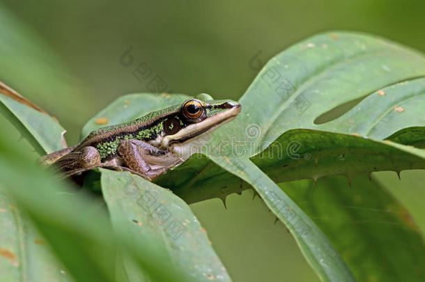 绿色的稻田青蛙，美丽的青蛙，绿叶上的青蛙