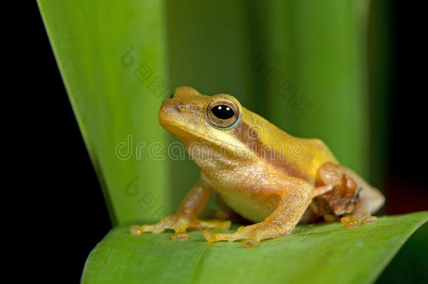 多里亚的灌木青蛙，美丽的青蛙，绿叶上的青蛙