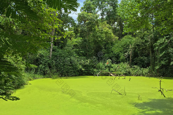 绿色池塘充满蚊子蕨覆盖，水蕨在泰国，亚洲热带森林。