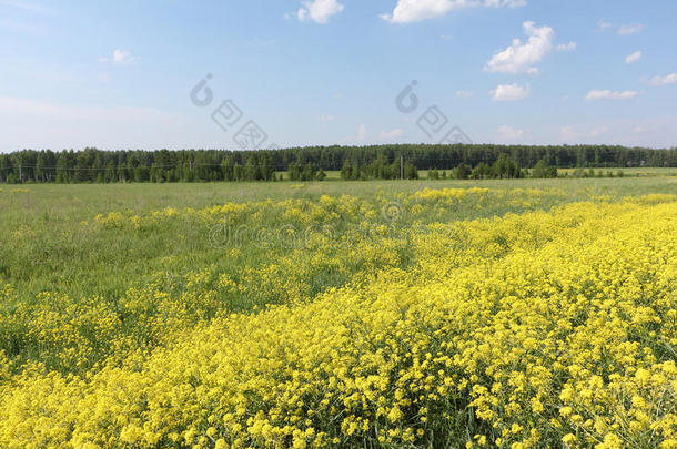 背景野蛮人美丽的碎米荠属开花