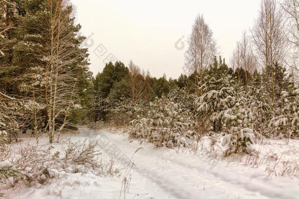 戈梅尔，白俄罗斯-雪<strong>冬</strong>在<strong>松</strong>林