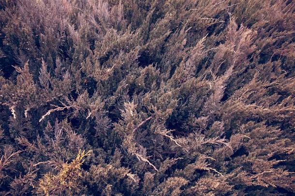 从顶部看冬季云杉树的特写-在黑暗的年份