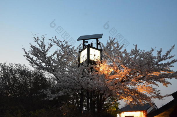 钟楼和樱花树或樱花树