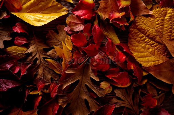 秋天，金色的红叶落在木头上