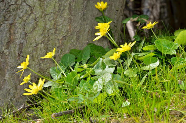 黄色的花在春天的树林里盛开
