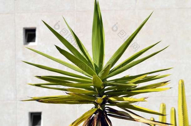 被子植物<strong>刺刀</strong>生物学的生物学植物学的