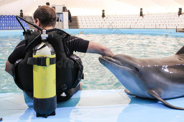 动物蓝色潜水员海豚海豚馆