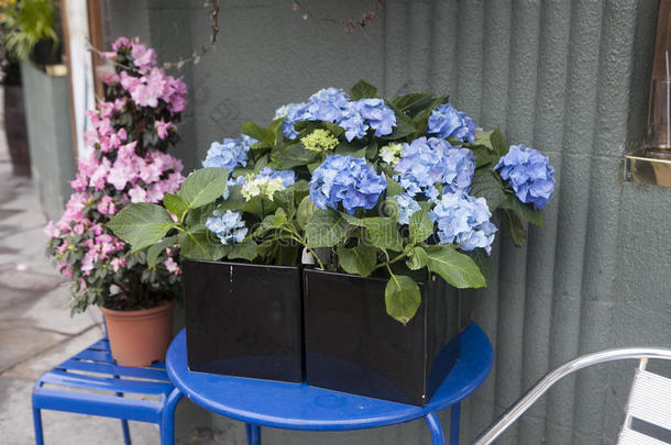 蓝色绣球花在街上的蓝色金属桌子上，靠近花店出售