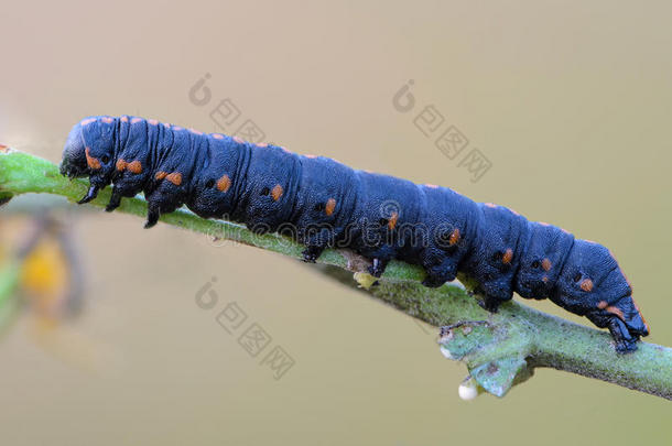 动物蓝色蛀虫蝴蝶毛虫