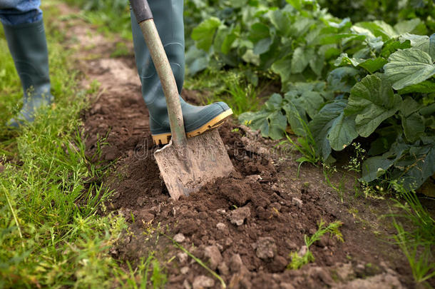 农民用铲子挖花园床或农场