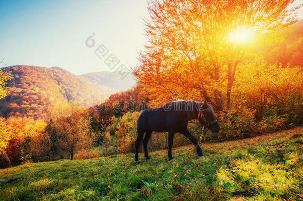 山里的黑马。 喀尔巴阡山脉。 乌克兰，欧洲