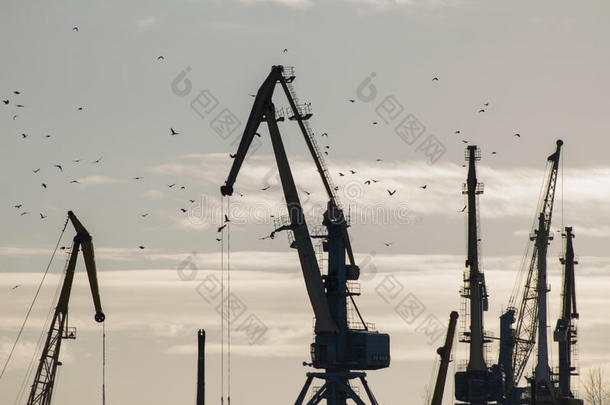 一群鸟在海港的晴天在起重机前，剪影