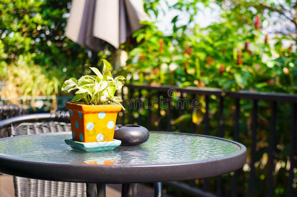 花园装饰-金坑植物在盆栽花瓶和烟灰缸