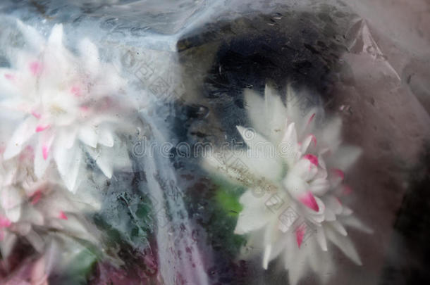 用聚乙烯扔掉的人造花