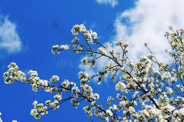 盛开的苹果树在蓝天的背景上芬芳着春天