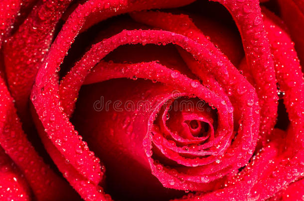 美丽的红色<strong>玫瑰</strong>花，有分层的花瓣背景