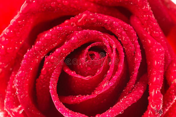 美丽的红色<strong>玫瑰</strong>花，分层花瓣黑色背景