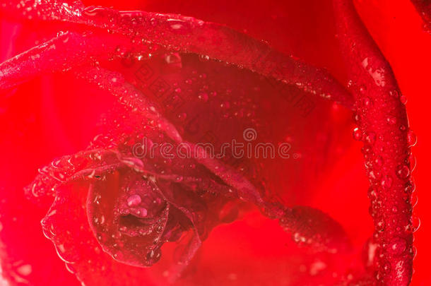 美丽的红色玫瑰花，有分层的花瓣背景