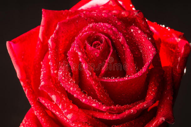 美丽的红色玫瑰花，分层花瓣黑色背景