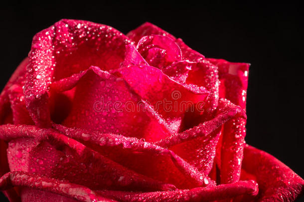 美丽的红色玫瑰<strong>花</strong>，<strong>分层花</strong>瓣黑色背景